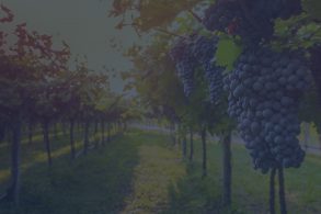 In vigore il D.M. 27.02.2020 recante disposizioni in materie di contrassegni per i vini DOCG e DOP